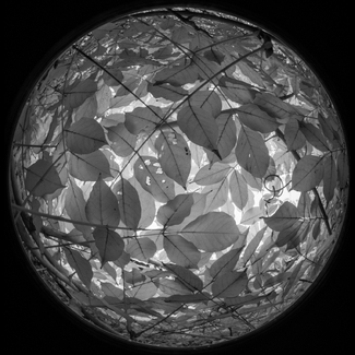 Leaves, Wuzhen, China Leaves, Wuzhen, China