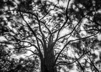 Dancing Tree Dancing Tree