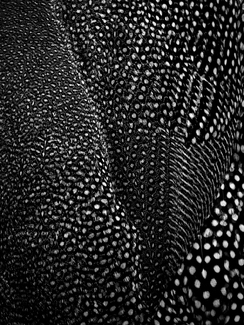 Numida meleagris Numida meleagris