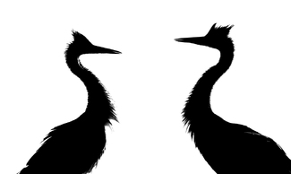 Heron Duel Heron Duel