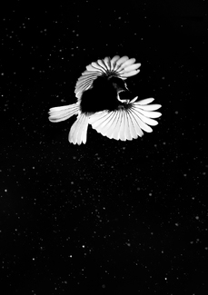 Rain Flight Rain Flight