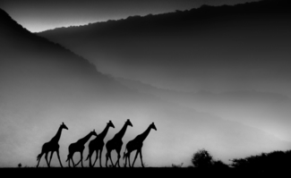 Morning Giraffes