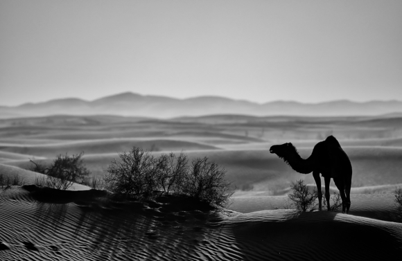 Dark Desert 1