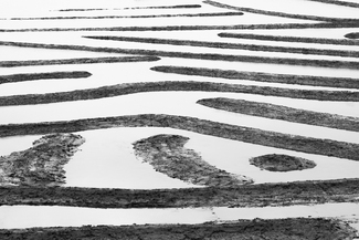 Calligraphy Calligraphy