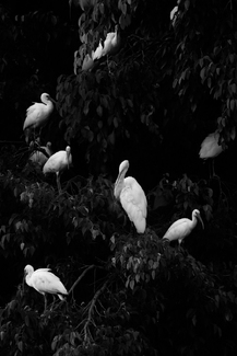 Bird Hotel Bird Hotel