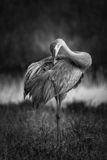 Perfection Perfection