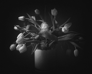 Tulips in November Tulips in November