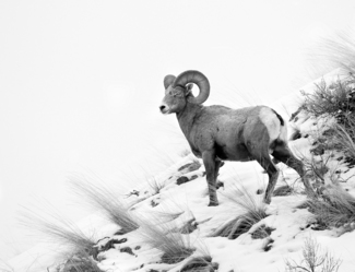 Bighorn Ram on Snowy Slope