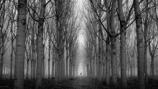 INTO THE WOODS INTO THE WOODS