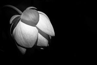 Lotus Departure Lotus Departure