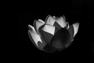 Lotus Awakening