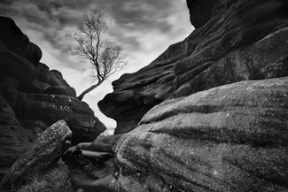 From The Rocks I grew From The Rocks I grew