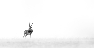 The Majestic Buck The Majestic Buck