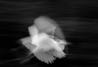 Motion of Wings Motion of Wings