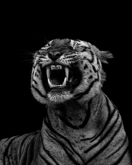 When the wild Yawned When the wild Yawned