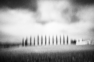 Trees on field Trees on field