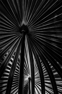 Organic Fireworks Organic Fireworks