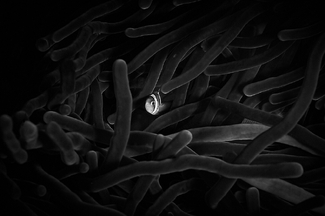 finding nemo finding nemo