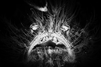 frogfish frogfish