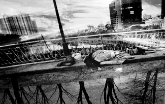 Jungle in the City Jungle in the City