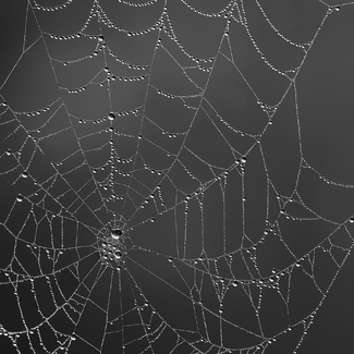 spider web with dew drops spider web with dew drops