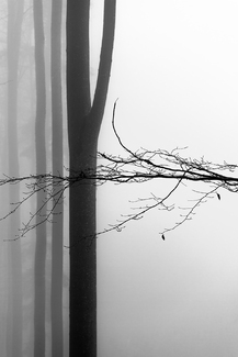 the last two leaves the last two leaves