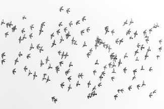 Vogelflug im Morgennebel Vogelflug im Morgennebel