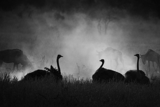 Vogel Strauss Vogel Strauss