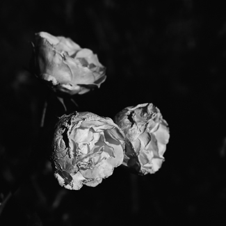 Blowsy Roses Blowsy Roses