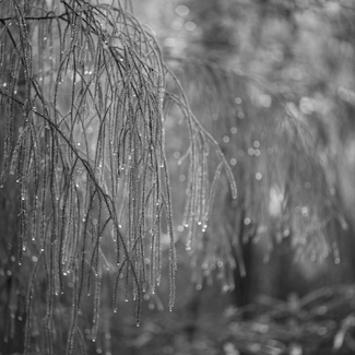 Forest lights Forest lights