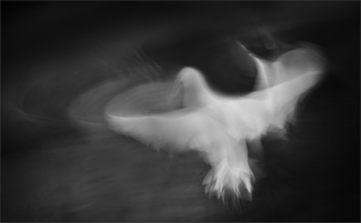 Feathered ballerina