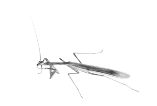 Preening Praying Mantis Preening Praying Mantis