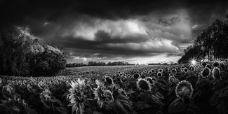 Last Light  Last Light