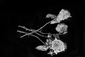 Dead roses