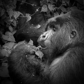 Feeding Feeding