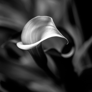 Calla Lily Grace (1) Calla Lily Grace (1)