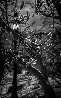 Silent Spring Silent Spring