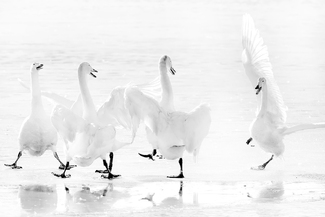 Swan attack Swan attack