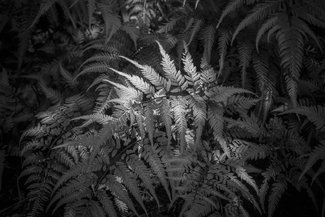 Fern in the Spotlight Fern in the Spotlight