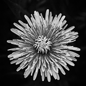 Dandelion Sunrays Dandelion Sunrays