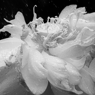 Dancing in the Rain#2 Dancing in the Rain#2
