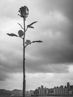 A rose without fragrance A rose without fragrance