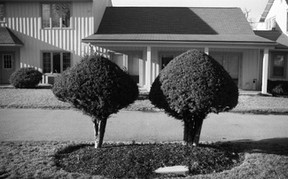 Decorative Shrubs Decorative Shrubs