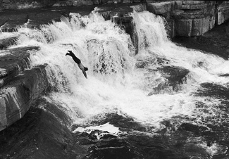 A Dive Into The Falls A Dive Into The Falls