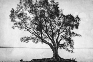 Melaleuca Melaleuca