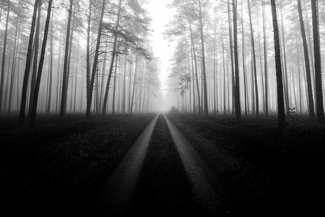 Misty Forest Misty Forest