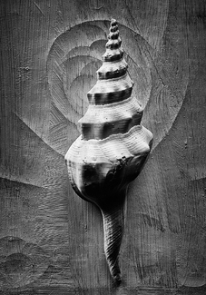Calcareous Remnants Calcareous Remnants