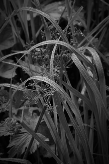 grassland grassland