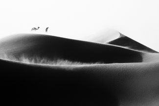 The Bedouin The Bedouin