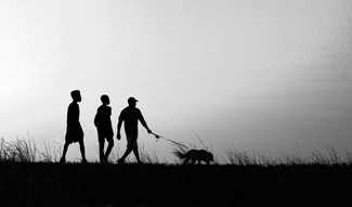 Walking the Dog Walking the Dog